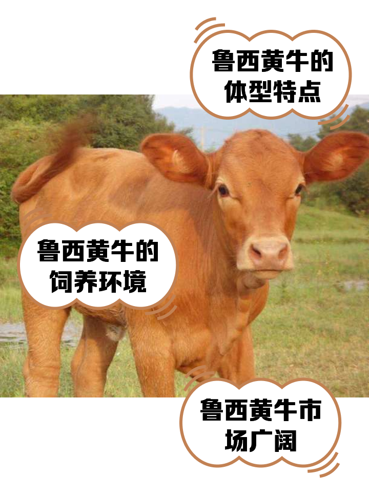 桐乡最新医保取现黄牛方法分析(最方便真实的桐乡医保取现黄牛怎么取方法)